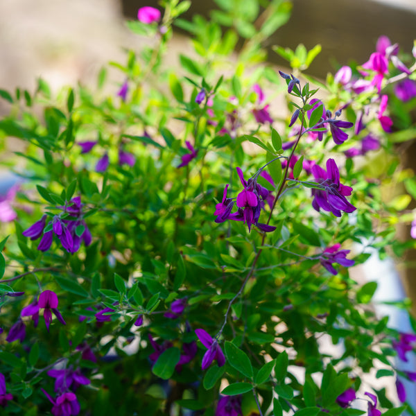 Gibraltar Bush Clover
