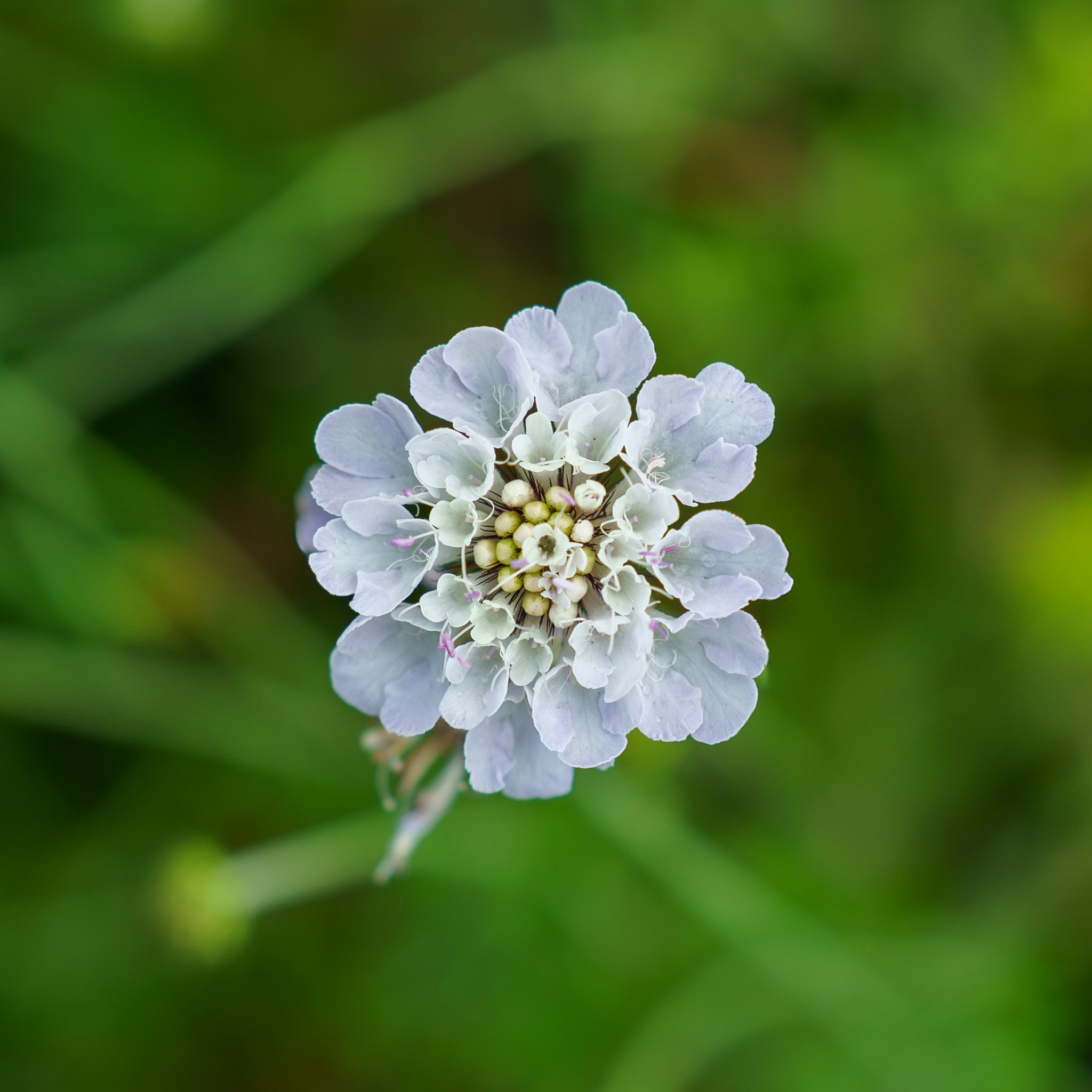 Products – Page 112 – Plant Detectives