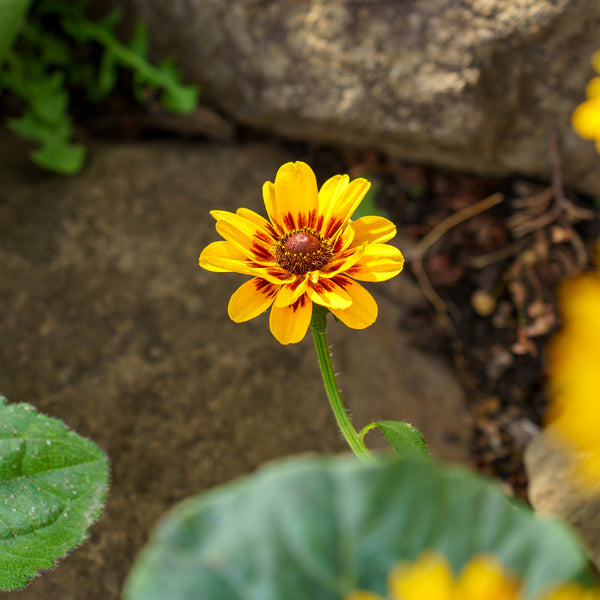 Giggling SmileyZ Black-Eyed Susan