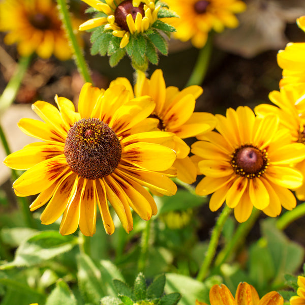 Giggling SmileyZ Black-Eyed Susan