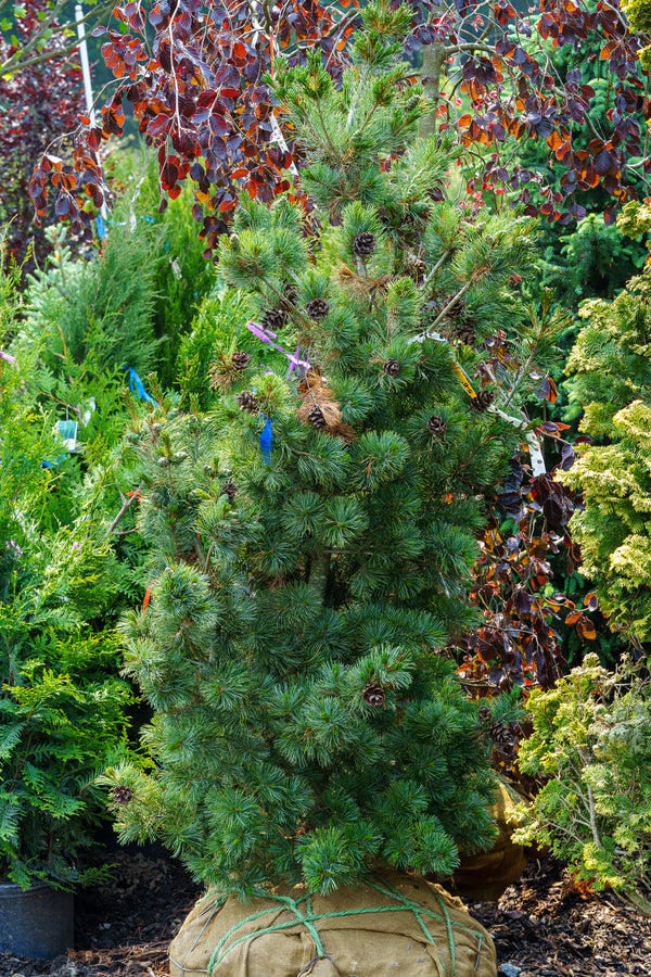 Gimborn's Ideal Japanese White Pine - Pine - Conifers