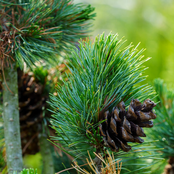 Gimborn's Ideal Japanese White Pine - Pine - Conifers