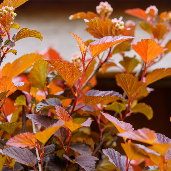 Ginger Wine Ninebark - Ninebark - Shrubs