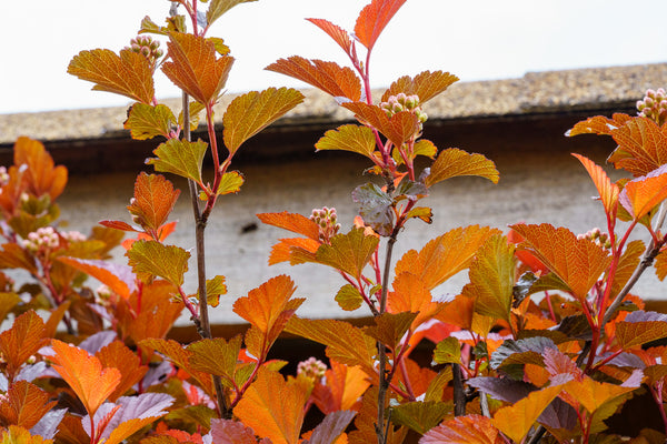 Ginger Wine Ninebark - Ninebark - Shrubs