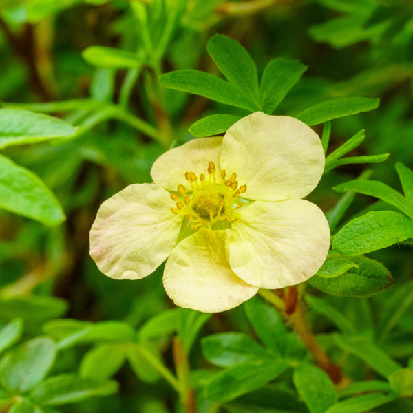 Gingersnap Potentilla - Potentilla - Shrubs