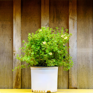 Gingersnap Potentilla - Potentilla - Shrubs