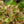 Load image into Gallery viewer, Ginny Peperomia
