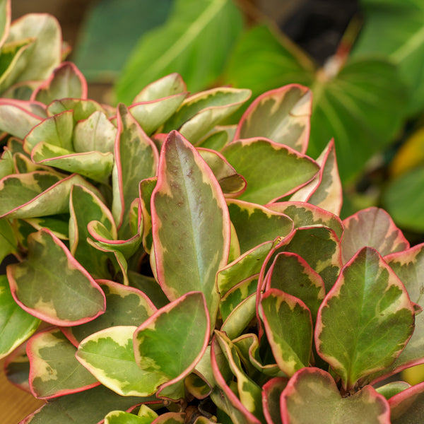 Ginny Peperomia