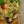 Load image into Gallery viewer, Ginny Peperomia
