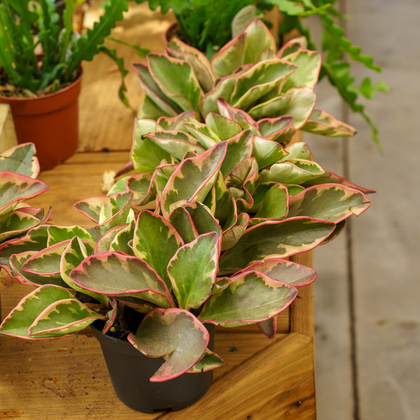 Ginny Peperomia