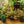 Load image into Gallery viewer, Ginny Peperomia
