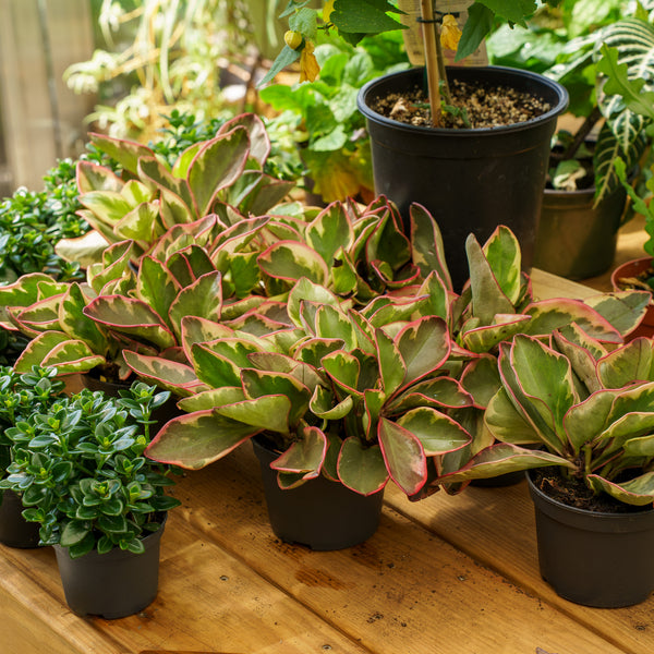 Ginny Peperomia