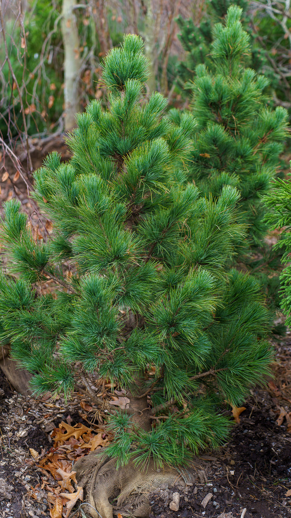 Glauca Swiss Stone Pine