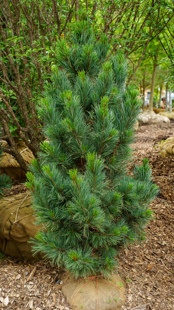 Glauca Swiss Stone Pine