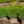Load image into Gallery viewer, Globe Green Mountain Boxwood
