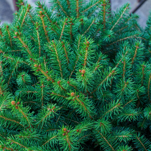 Goblin Norway Spruce