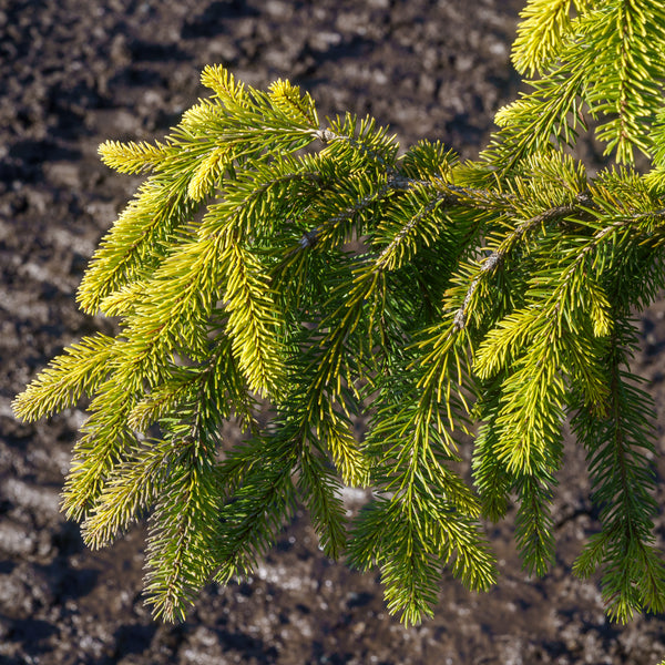 Gold Drift Norway Spruce