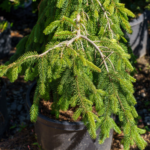 Gold Drift Norway Spruce