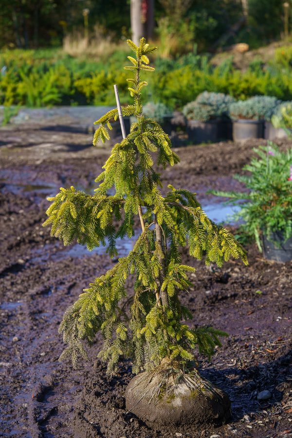 Gold Drift Norway Spruce