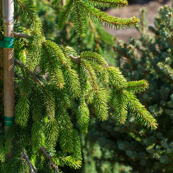 Gold Drift Norway Spruce