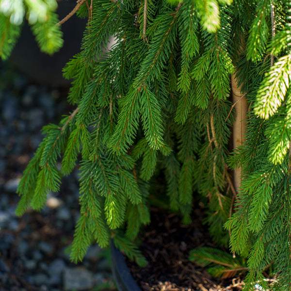 Gold Drift Norway Spruce