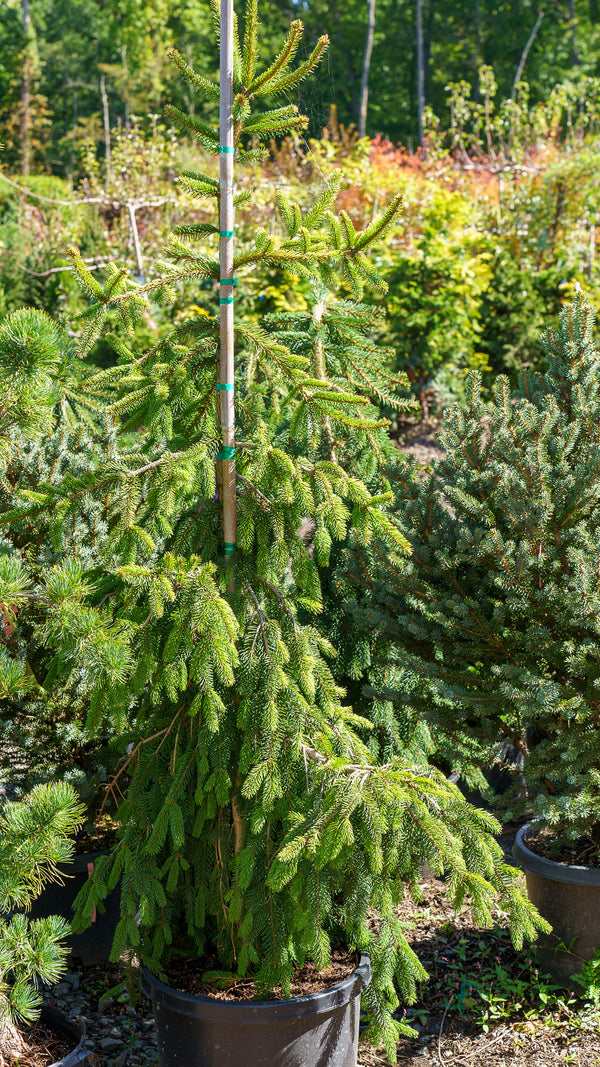 Gold Drift Norway Spruce