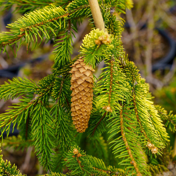 Gold Drift Norway Spruce