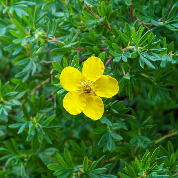 Gold Finger Potentilla - Potentilla - Shrubs