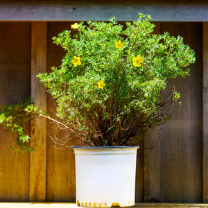 Gold Finger Potentilla - Potentilla - Shrubs