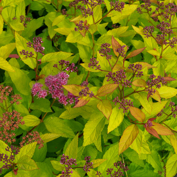 Gold Flame Spirea