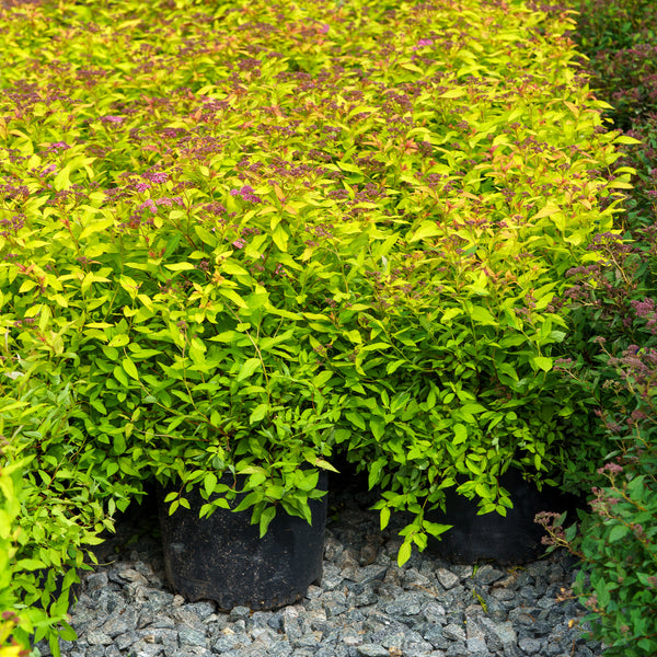 Gold Flame Spirea