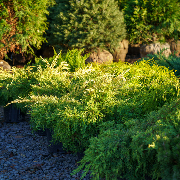 Gold Lace Juniper