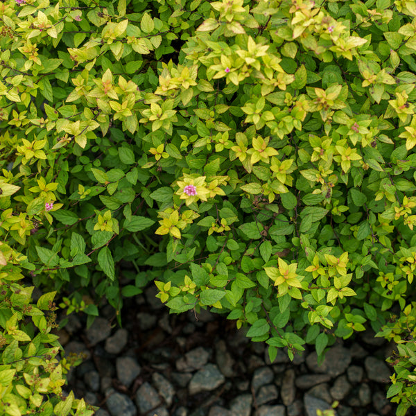 Gold Mound Spirea