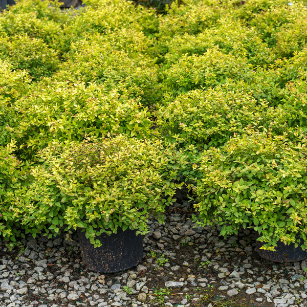 Gold Mound Spirea