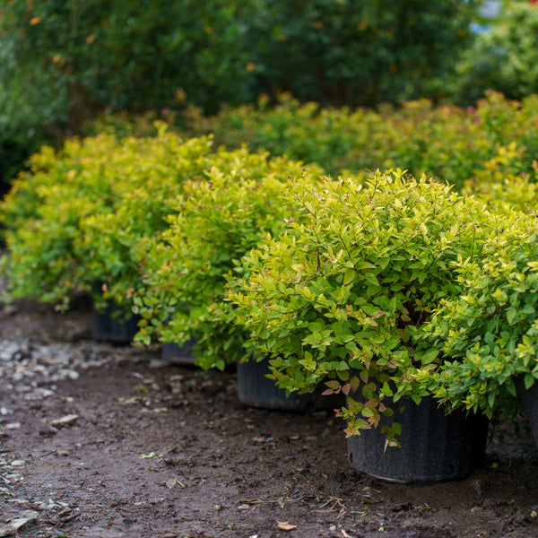 Gold Mound Spirea