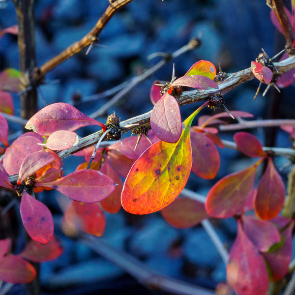 Golden Carousel Barberry