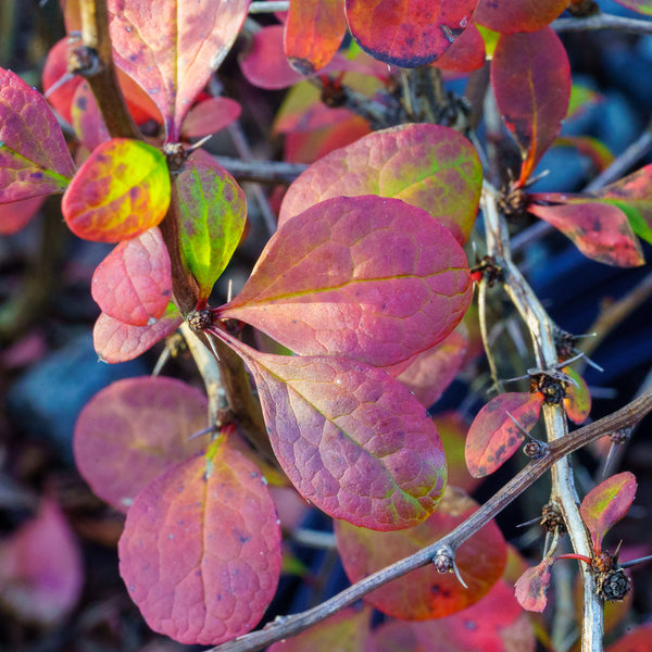 Golden Carousel Barberry