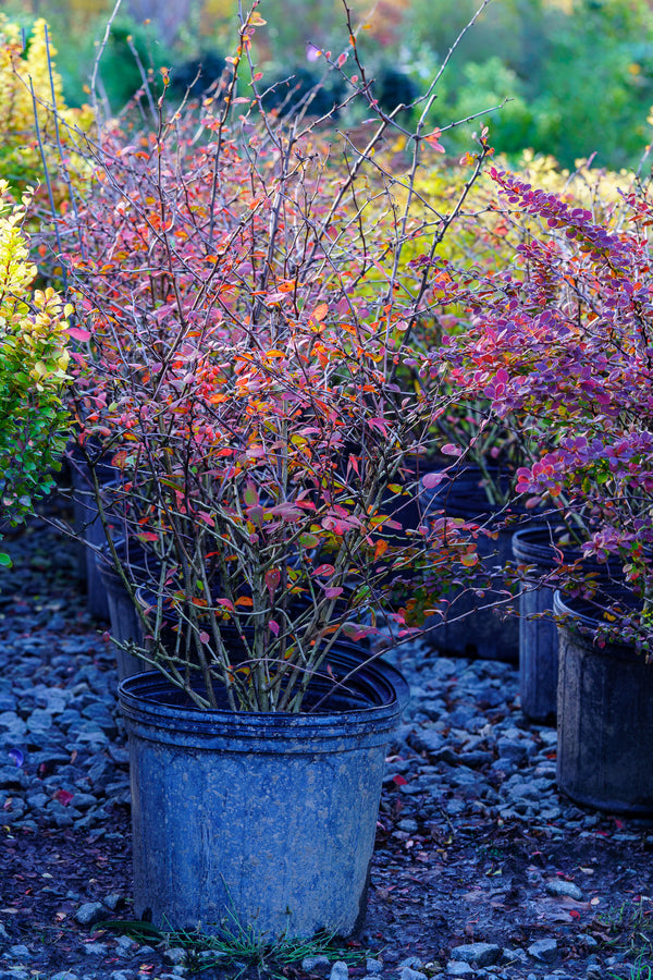 Golden Carousel Barberry