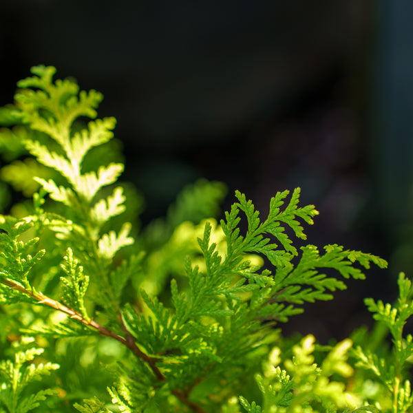 Golden Charm Thread-Branch Cypress