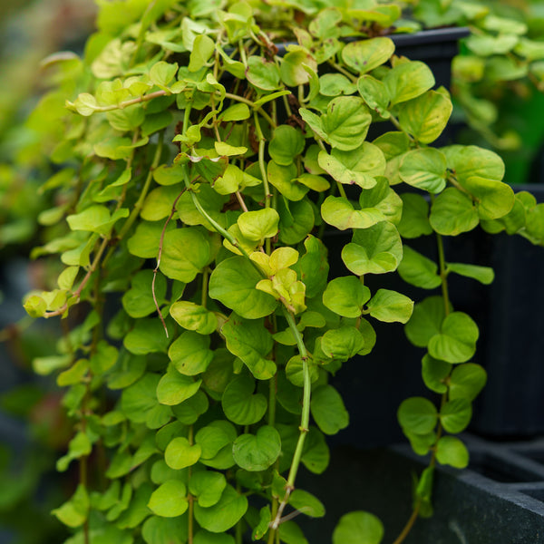 Golden Creeping Jenny