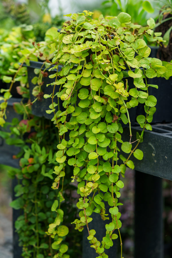 Golden Creeping Jenny