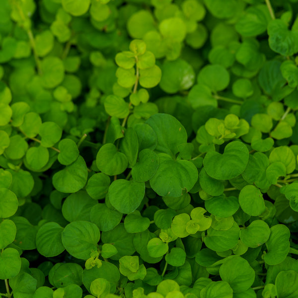 Golden Creeping Jenny