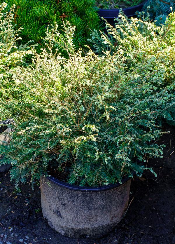 Golden Duchess Hemlock