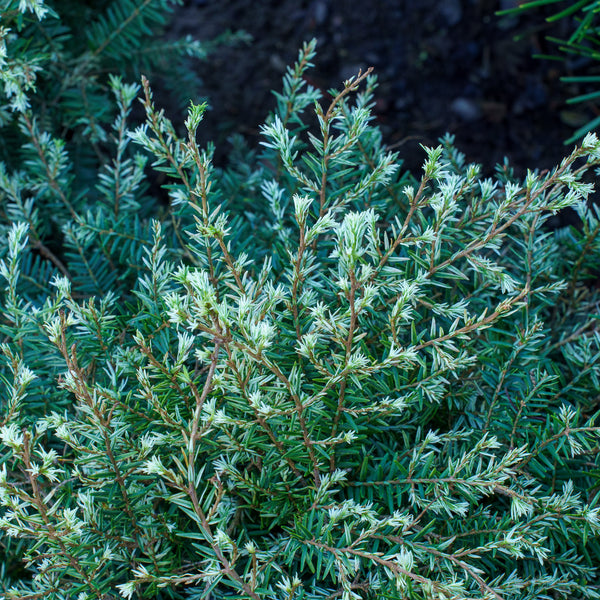 Golden Duchess Hemlock