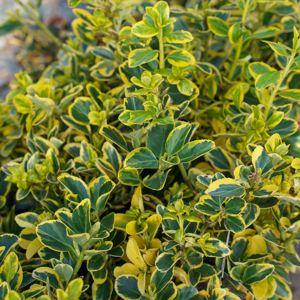 Golden Euonymus