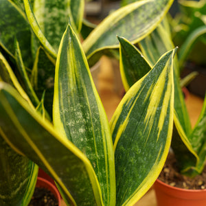 Golden Flame Snake Plant