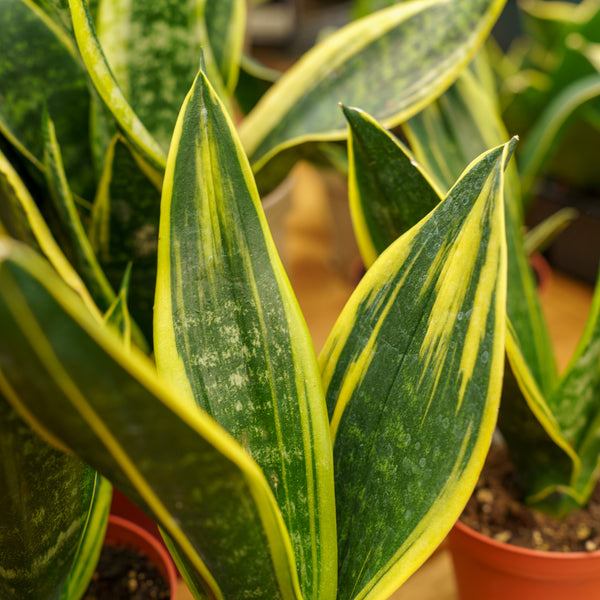 gold snake plant Golden Flame Snake Plant – Plant Detectives
