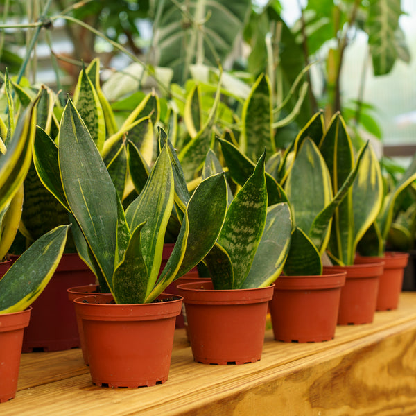 golden snake plant Golden Flame Snake Plant – Plant Detectives