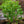 Load image into Gallery viewer, Golden Gala Magnolia
