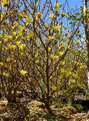 Golden Gift Magnolia - Magnolia - Flowering Trees